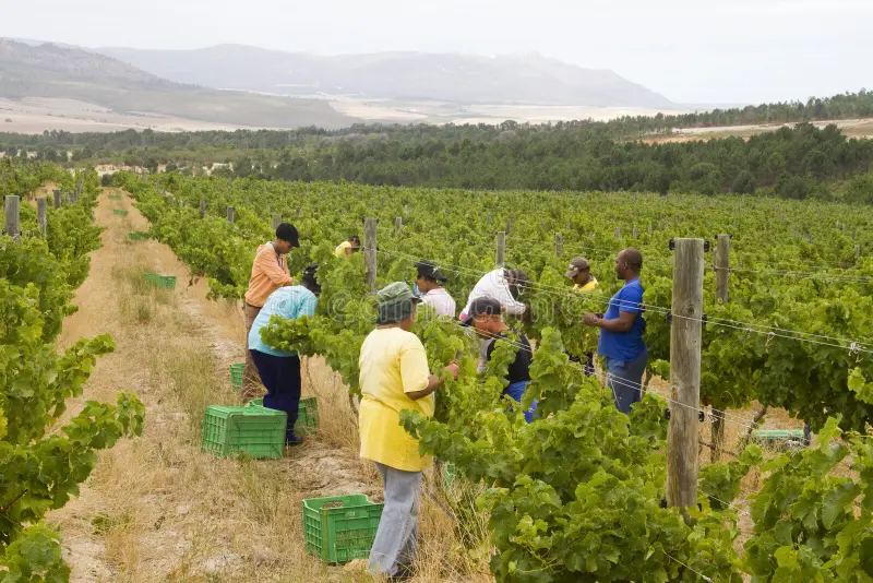 farm-workers-harvesting-grapes-23290500